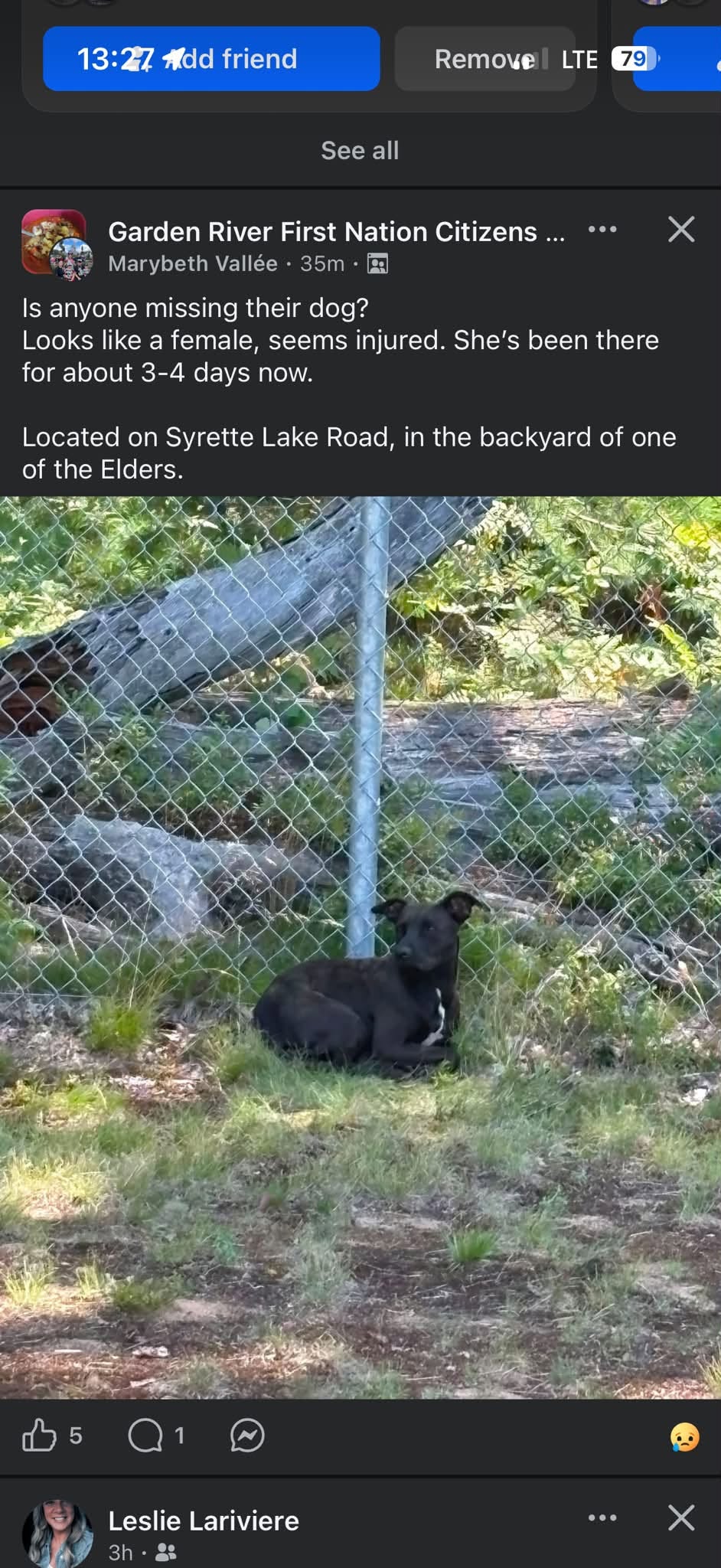 Found dog