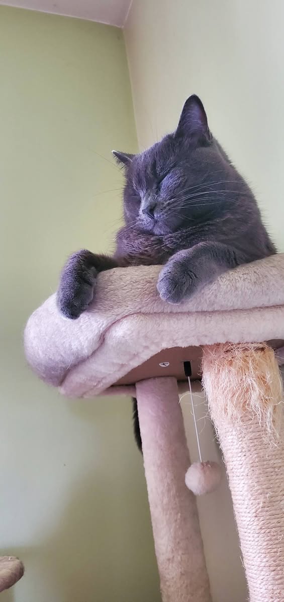 Lost Cat in Ontario