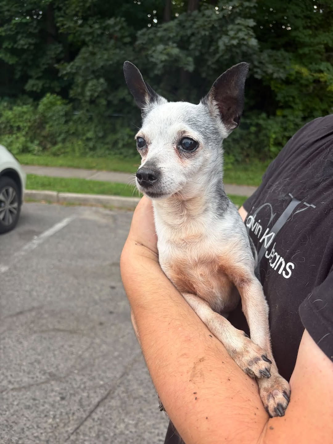 Found dog