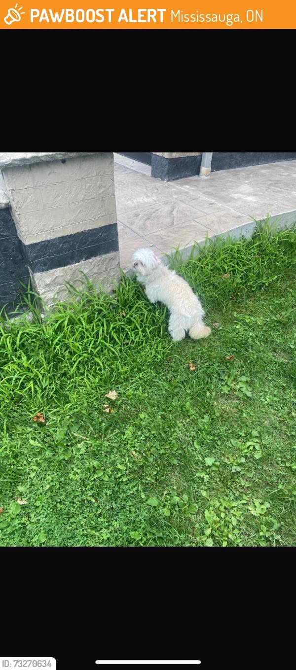 Found dog