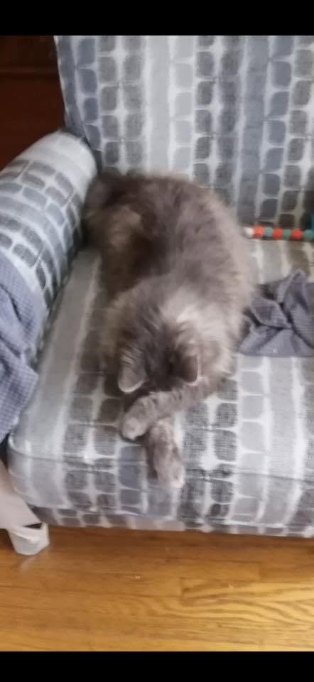 Lost Cat in Ontario