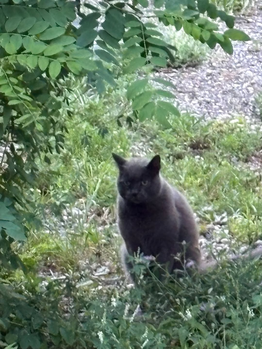 Found cat