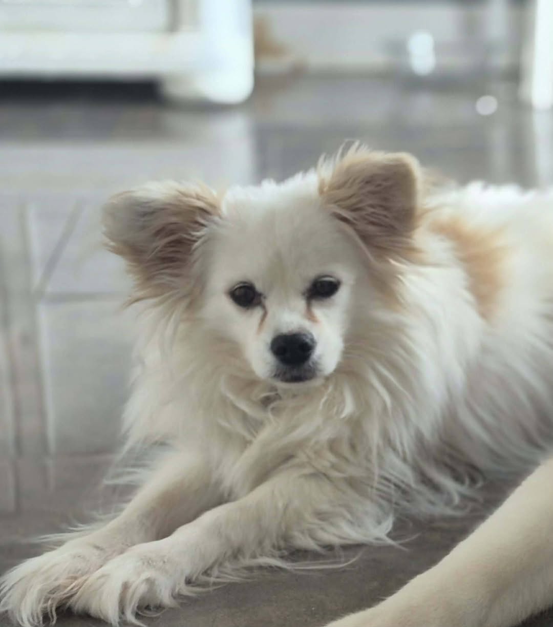 Lost dog