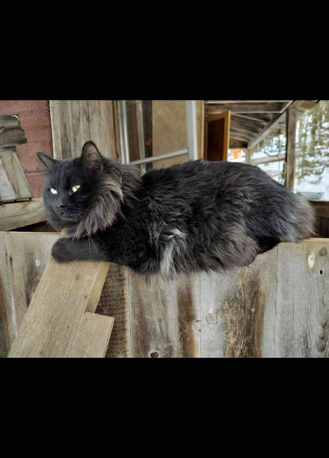 Lost Cat in Kitchener