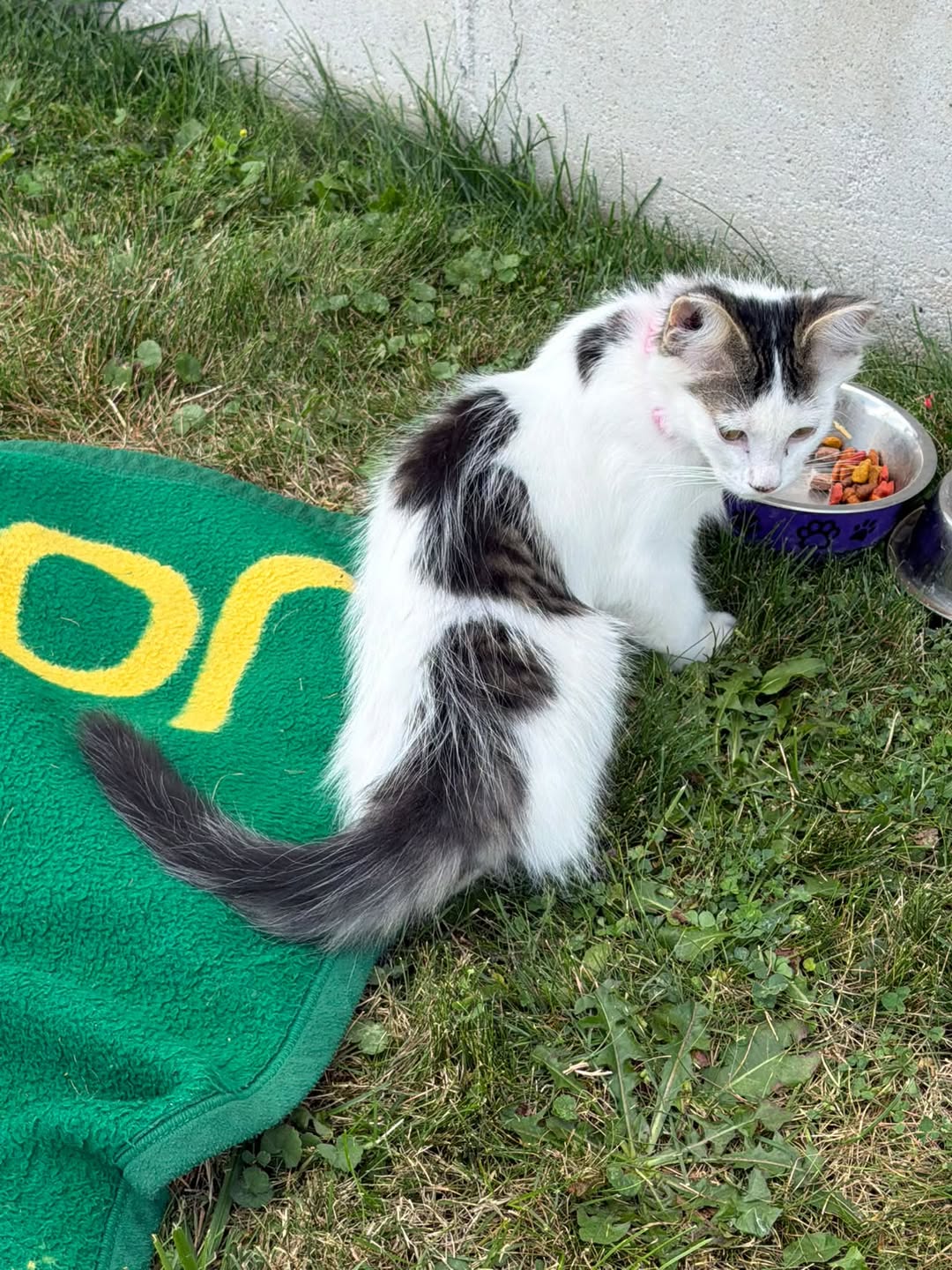 Found cat