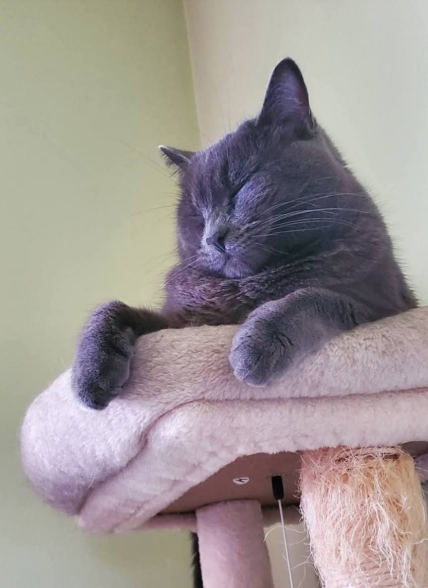 Lost cat