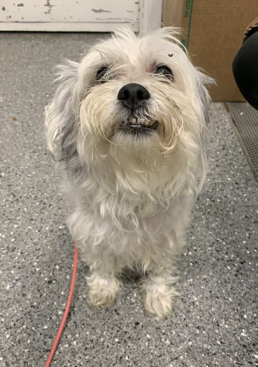 Found Dog in Sutton