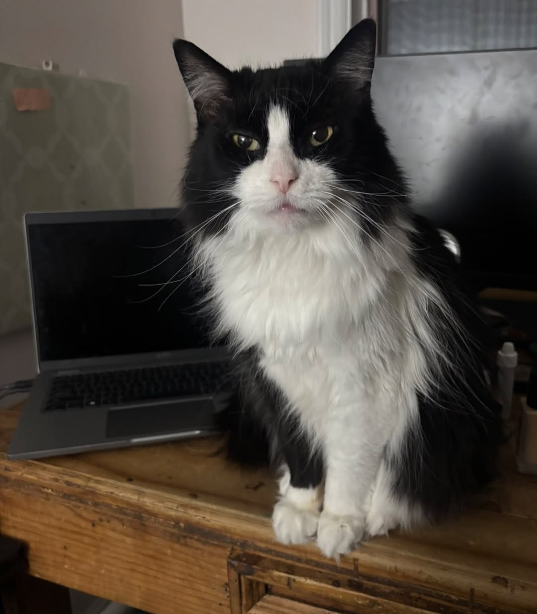 Lost Cat in Penetanguishene