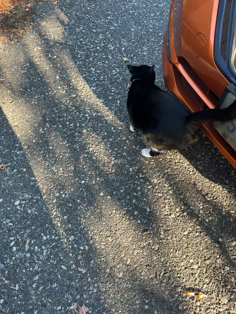 Found cat