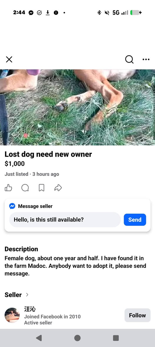 Found Dog in Madoc