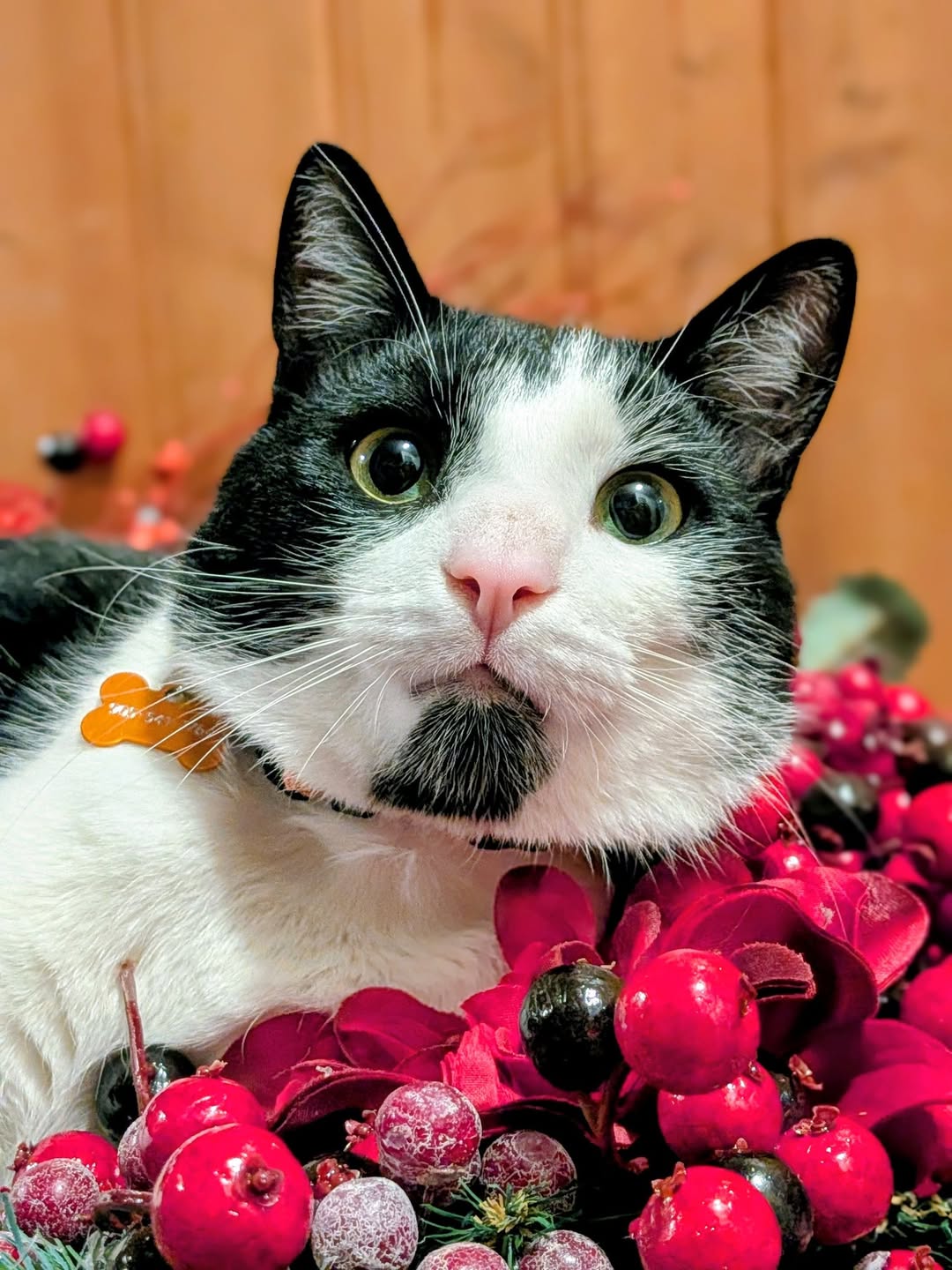 Lost Cat in Hamilton