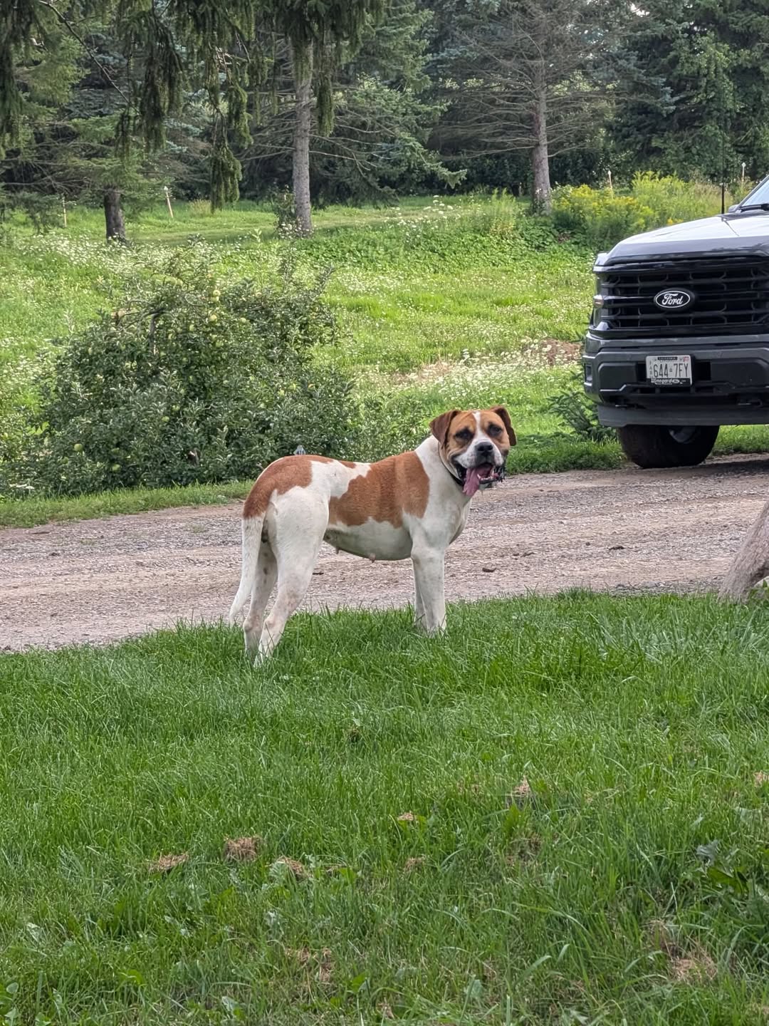 Found dog