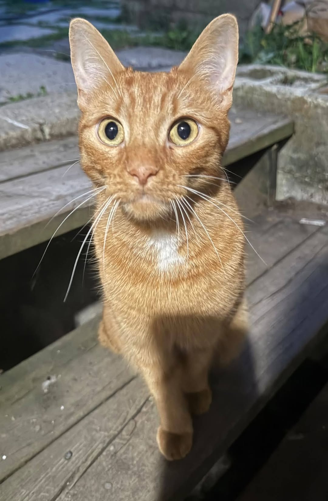 Found cat