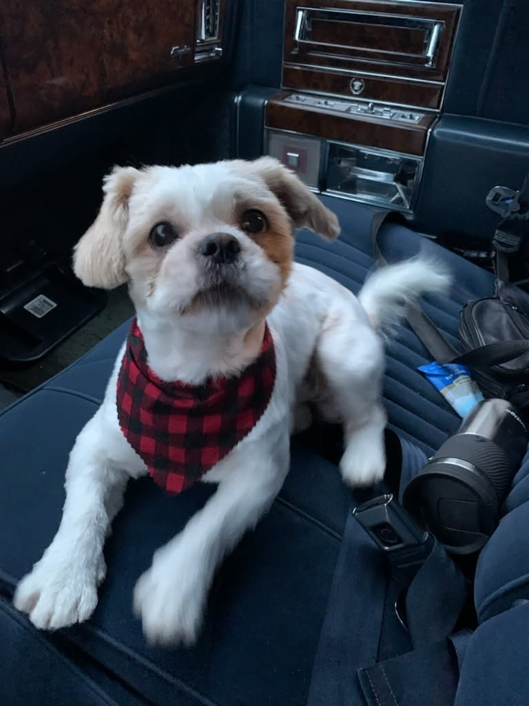 Lost Dog in Ontario