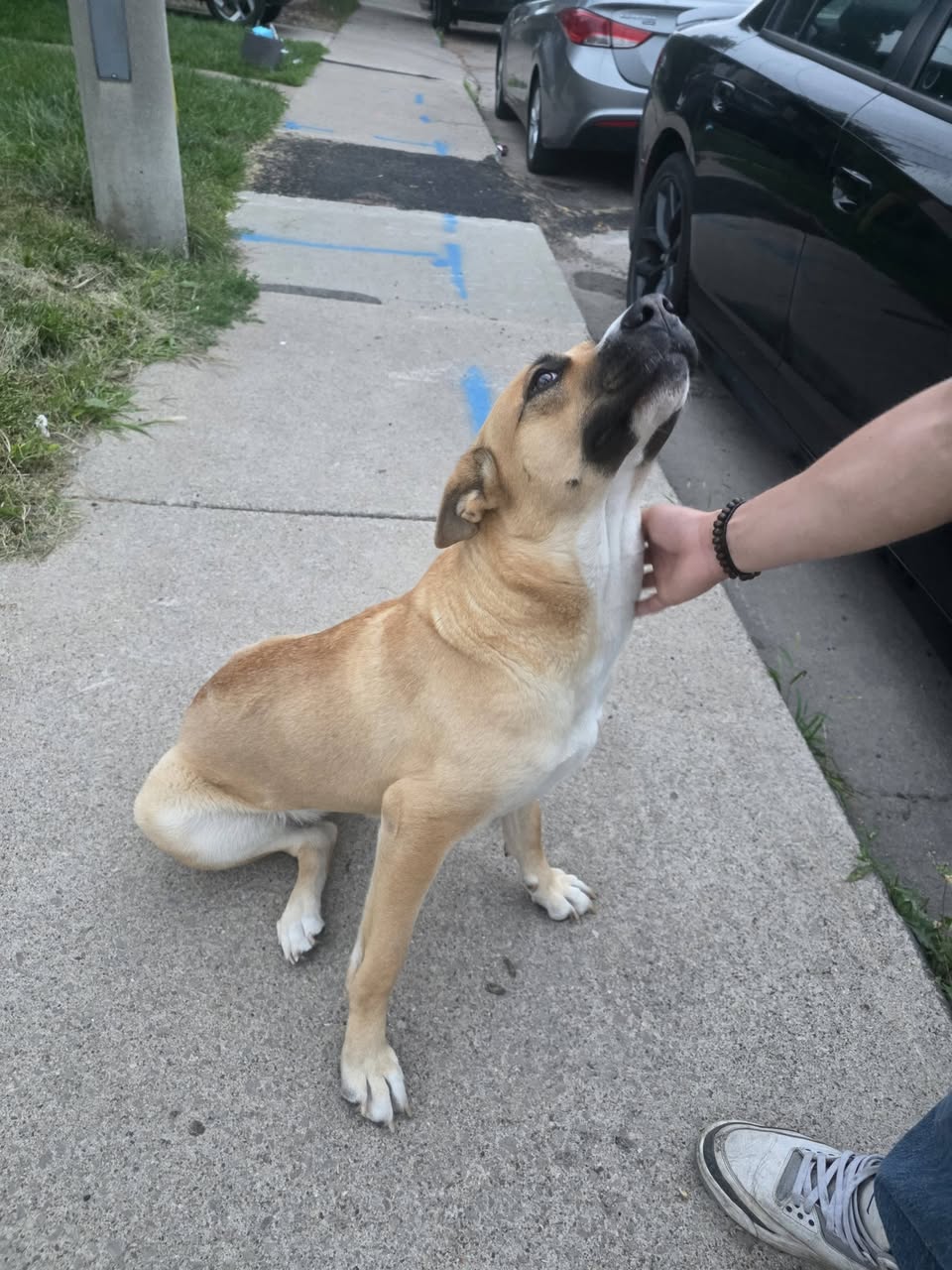 Found Dog in Ontario
