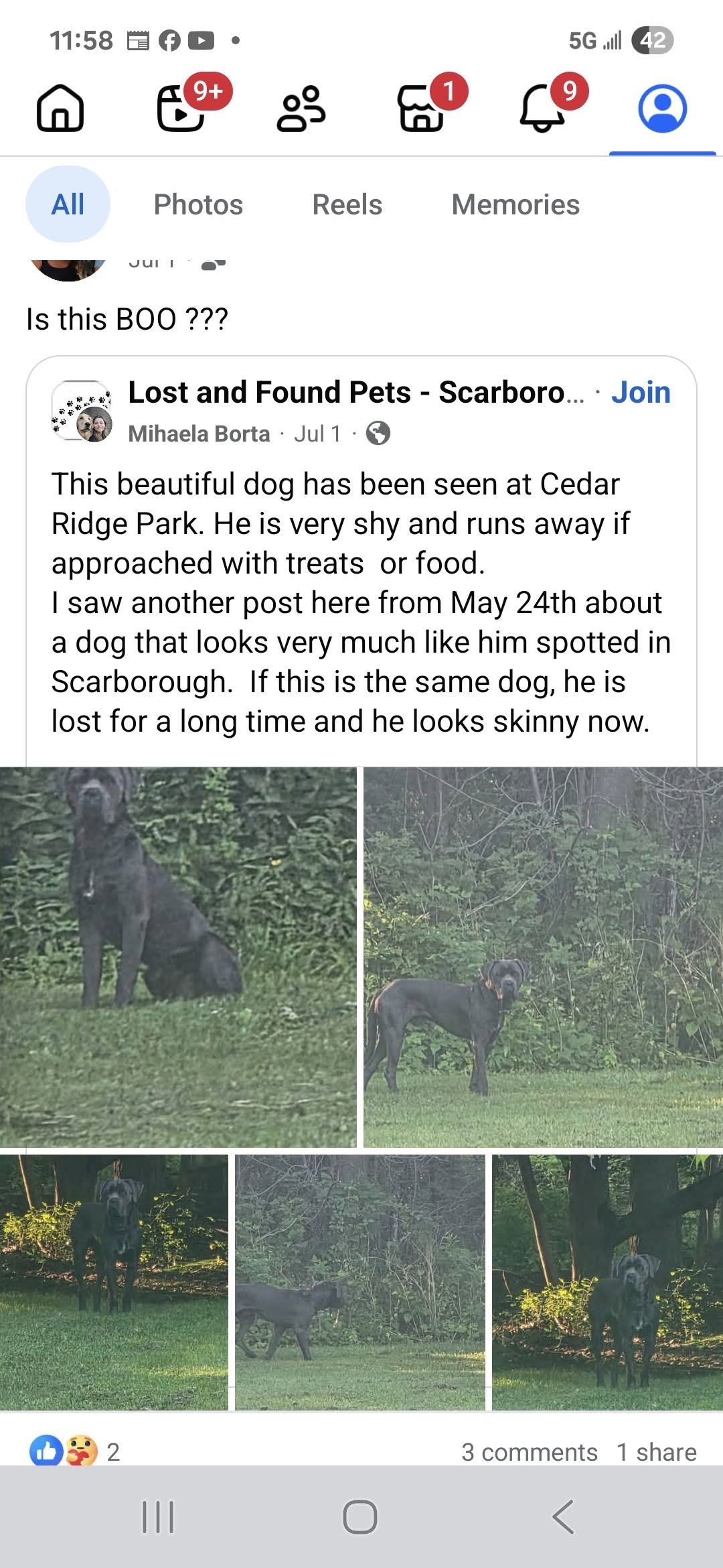 Found dog