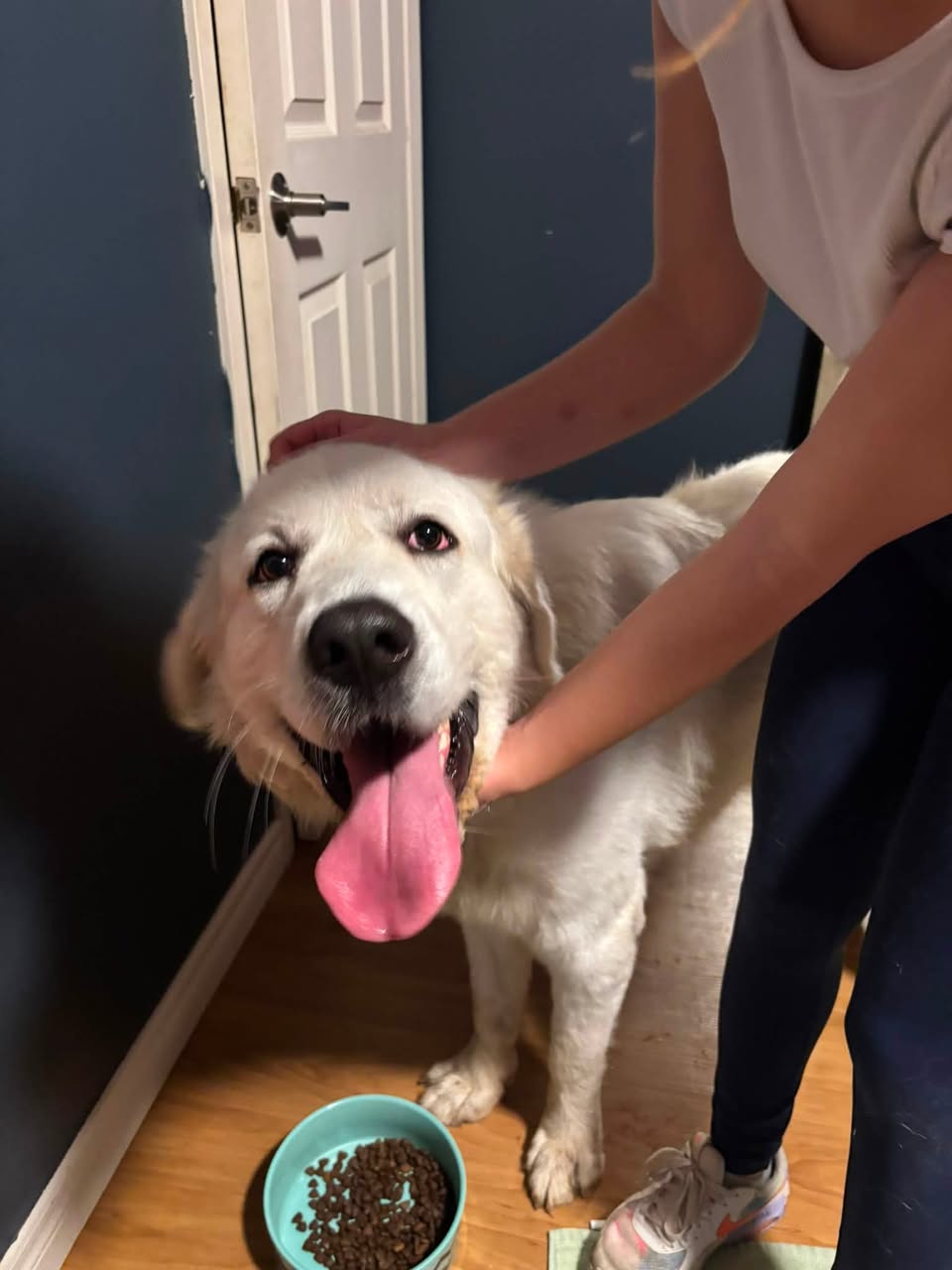 Found Dog in Guelph