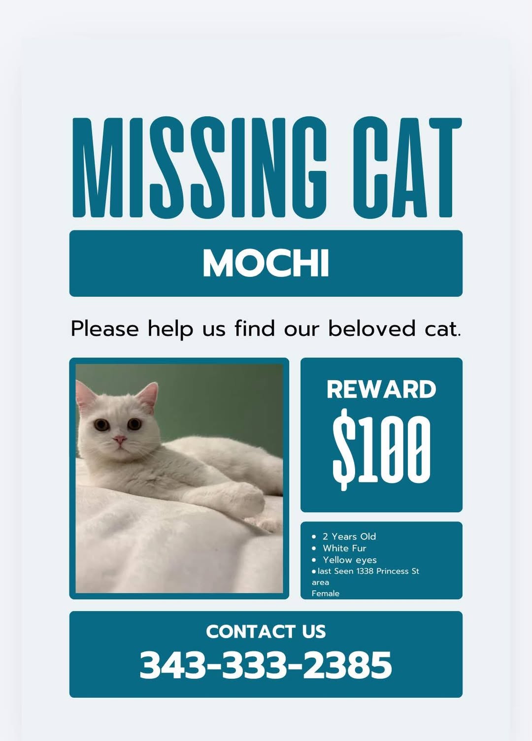 Lost Cat in Kingston