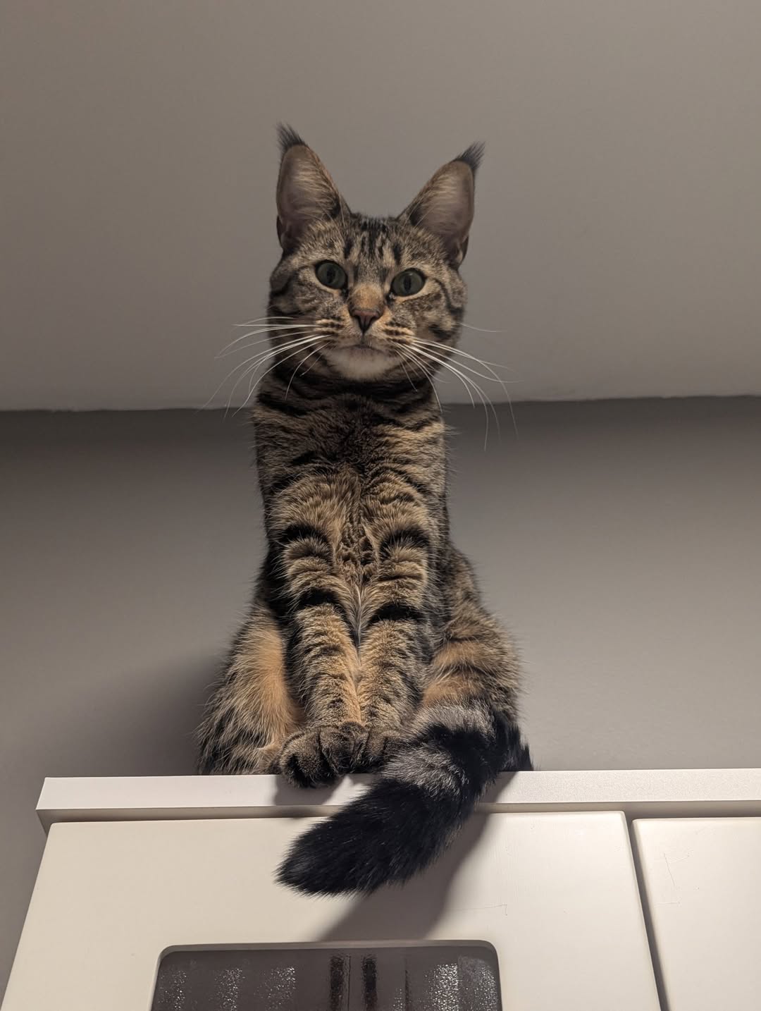 Lost cat