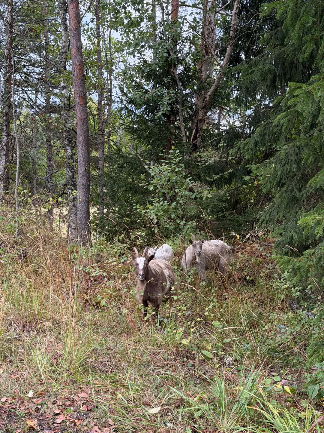 Found goat
