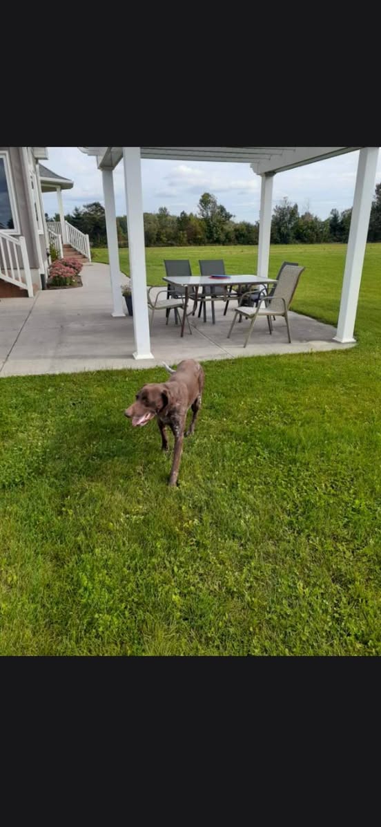 Found dog