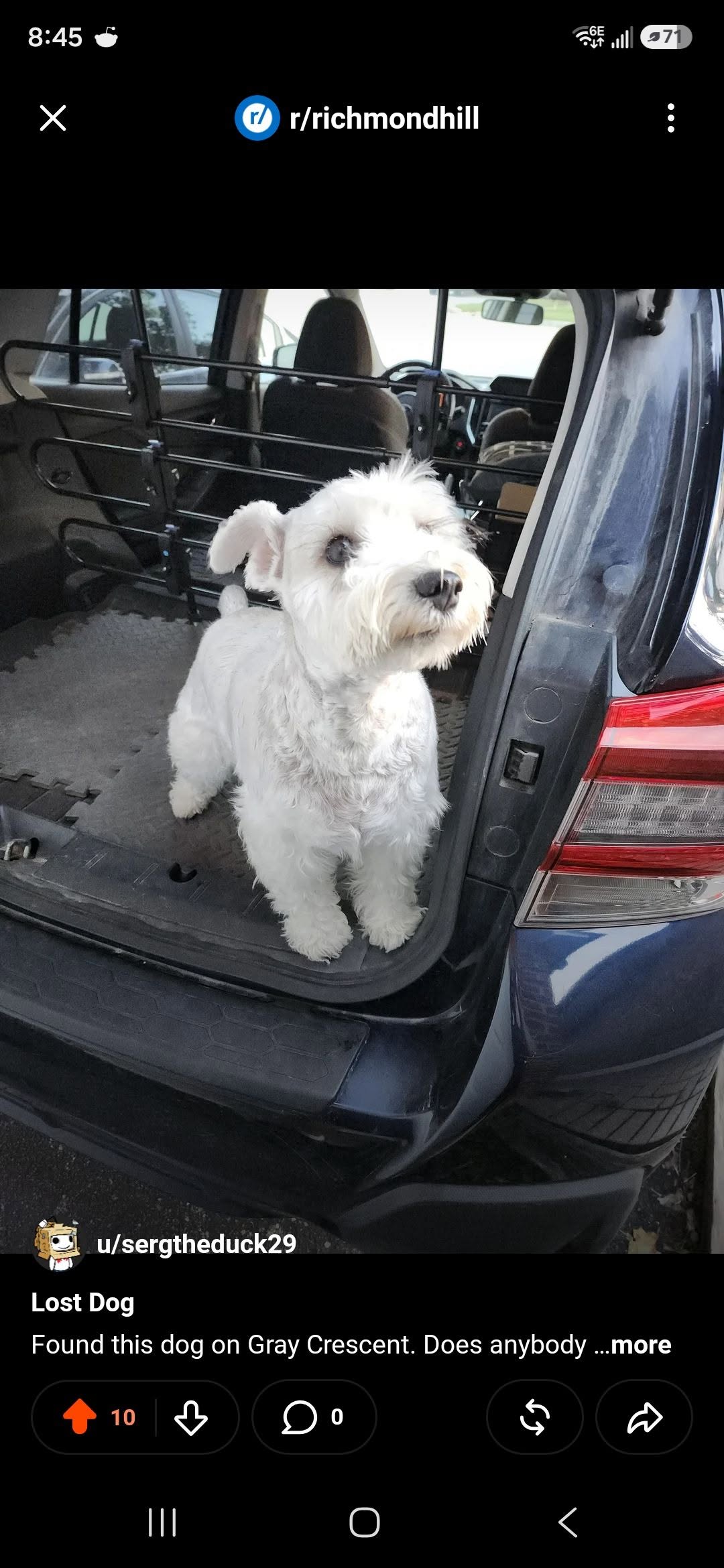 Found dog