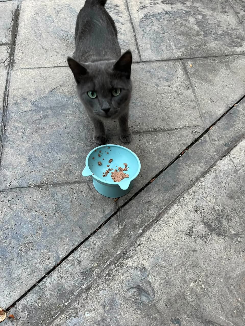 Found cat