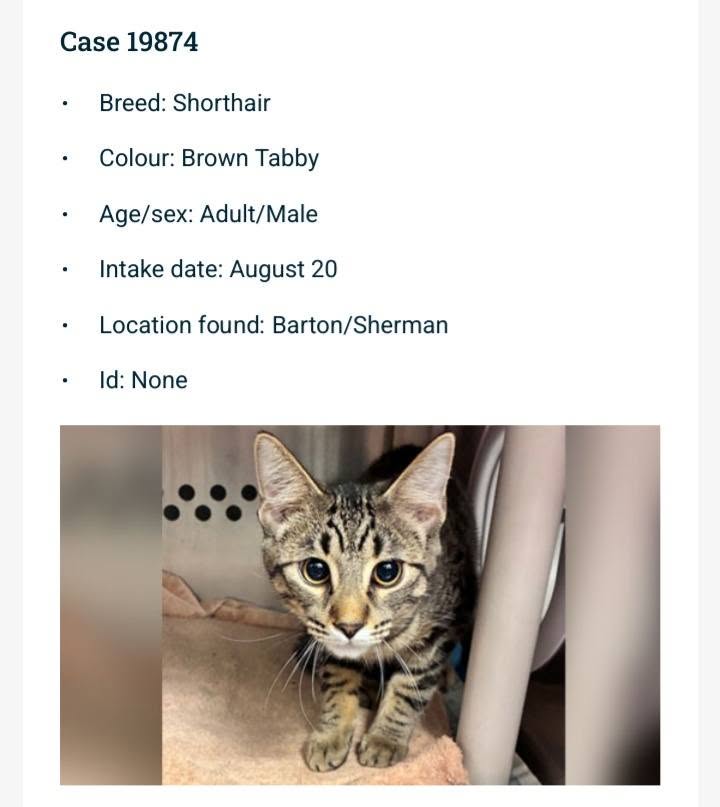 Found cat