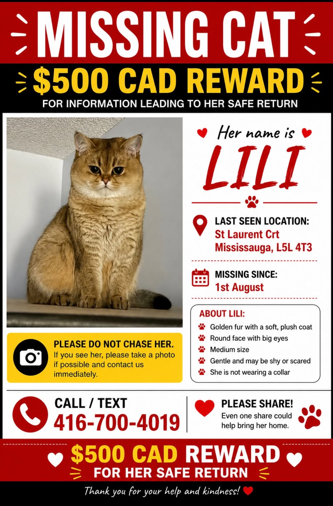 Lost cat