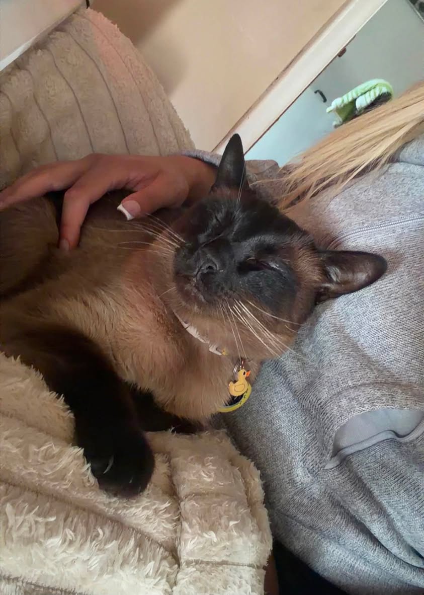 Lost Cat in Fenworth