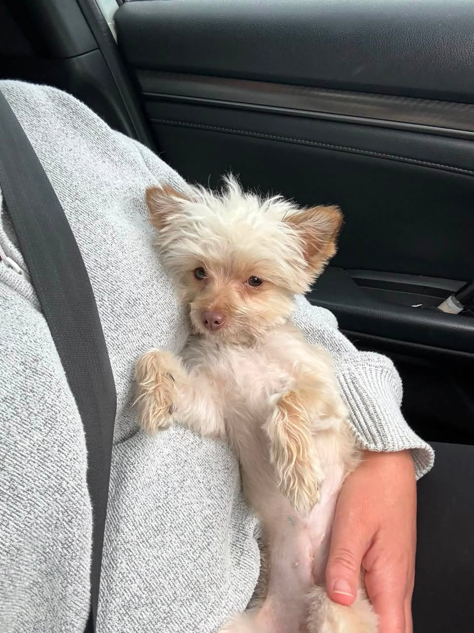 Lost dog