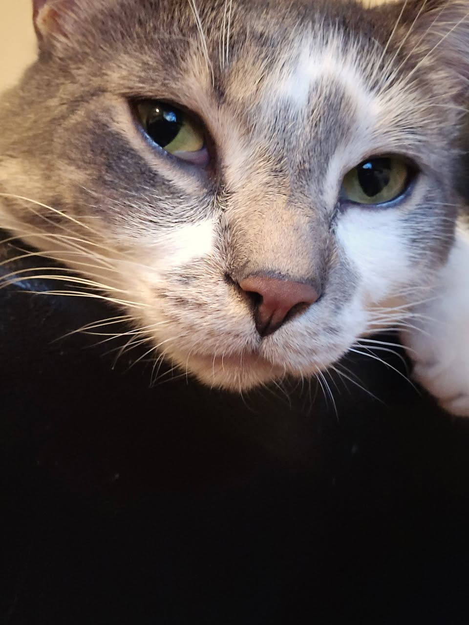 Lost Cat in Echo Place