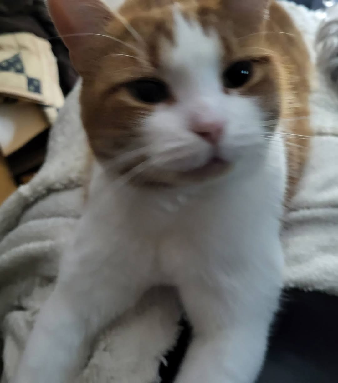 Lost Cat in Ontario