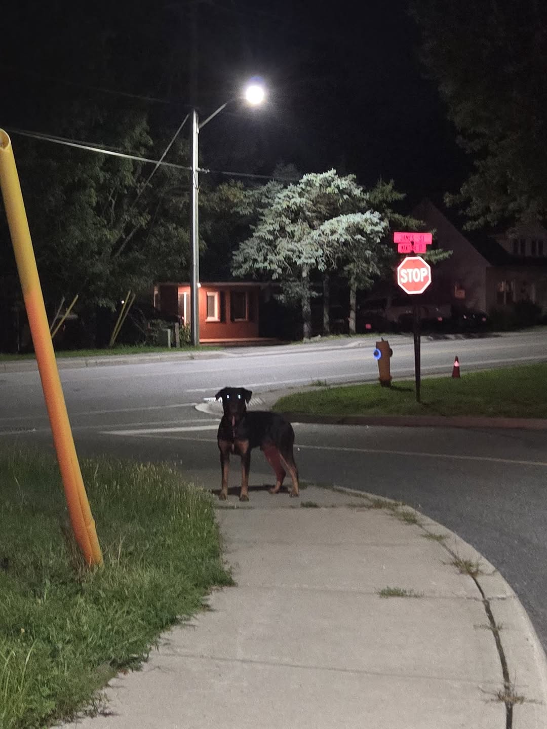 Found dog