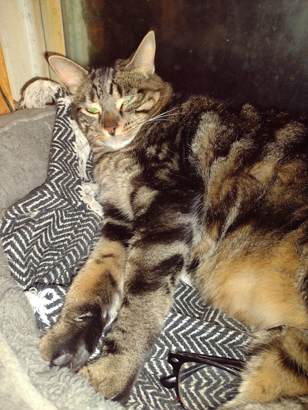 Lost Cat in Hamilton