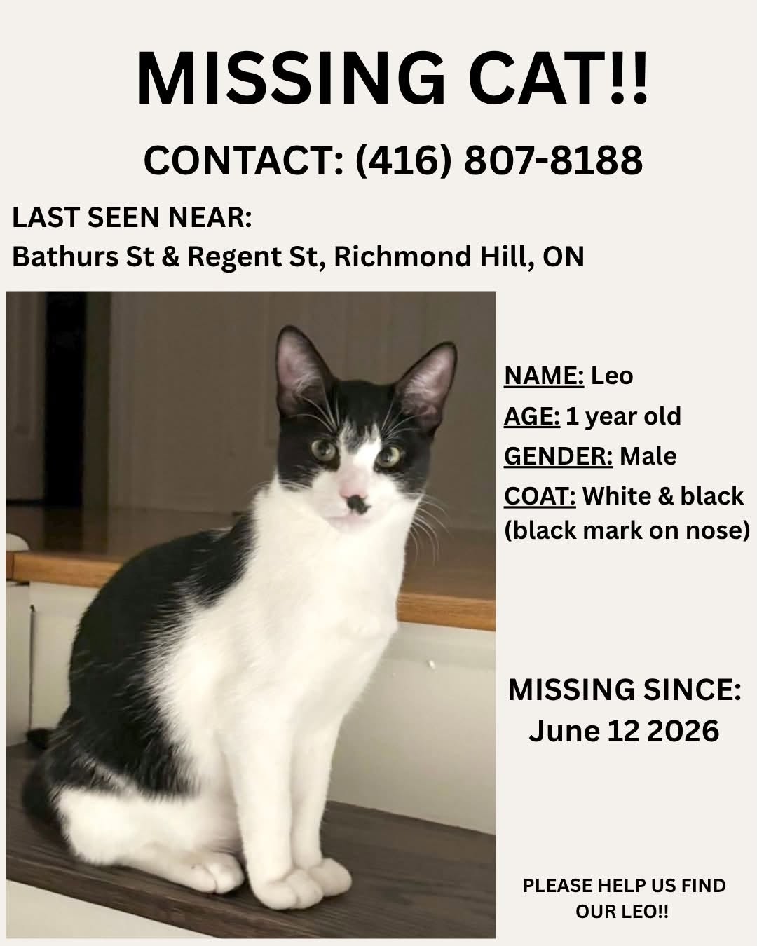 Lost Cat in Richmond Hill