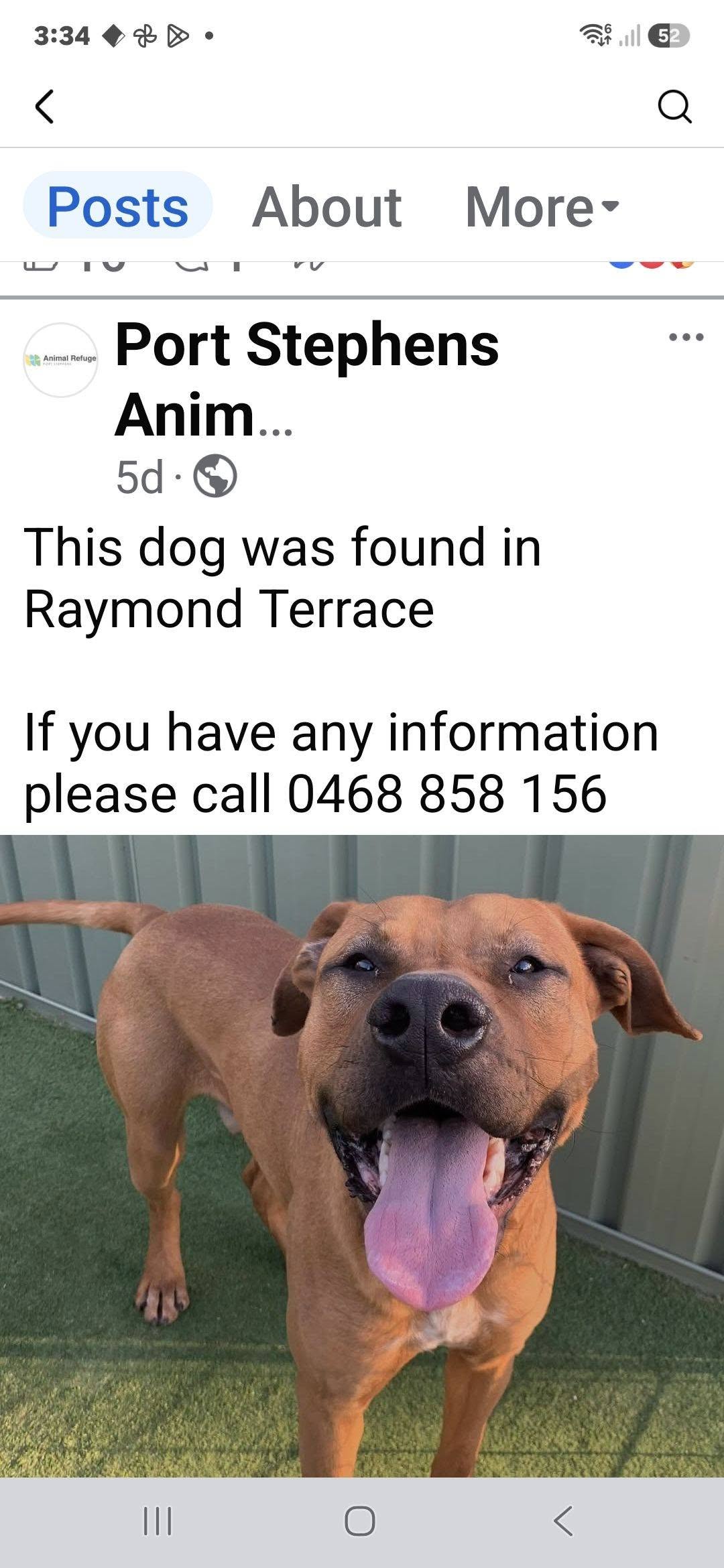 Found dog