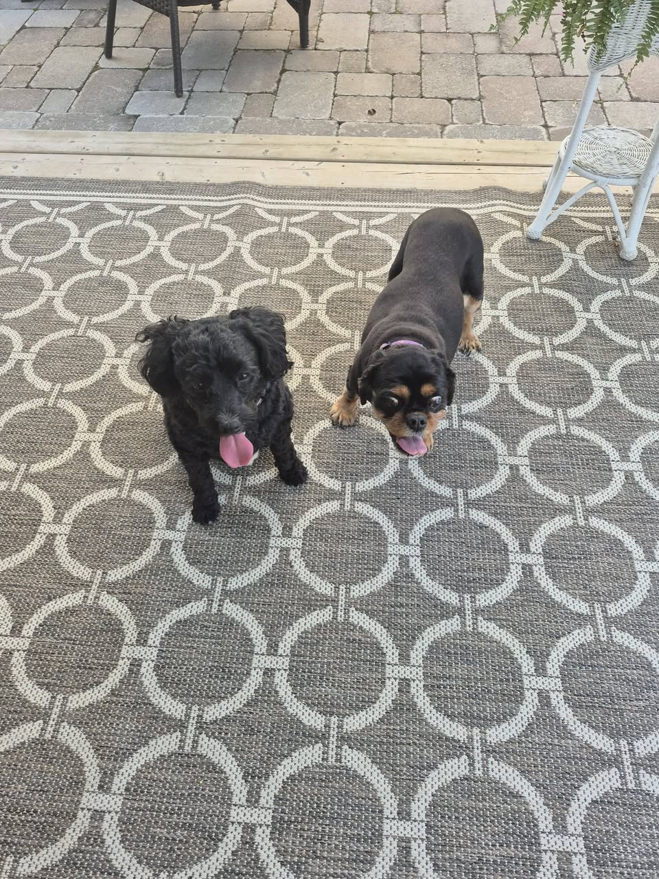 Found dog