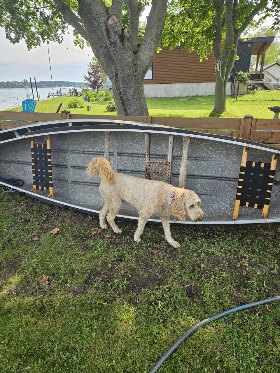 Lost dog