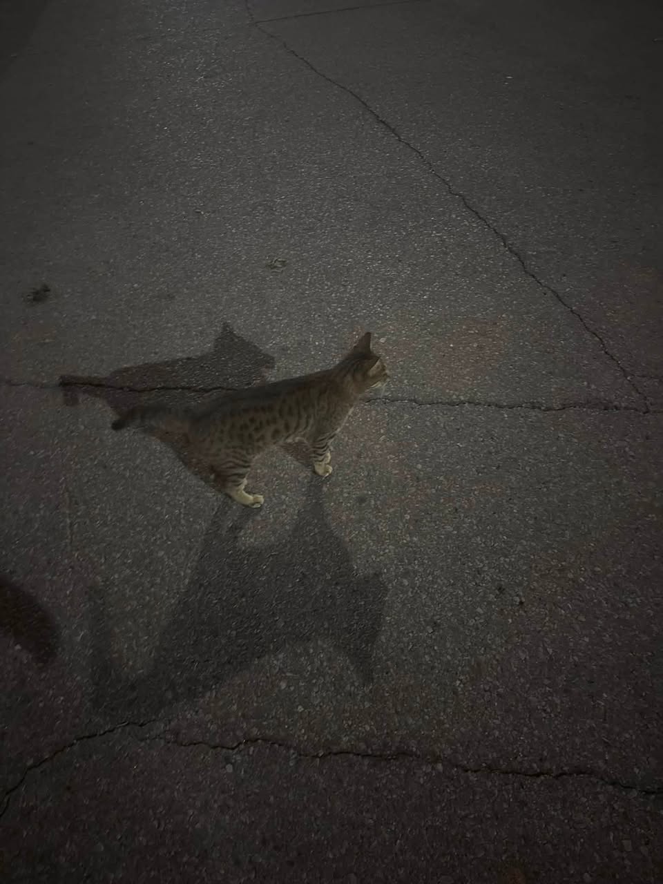 Found cat