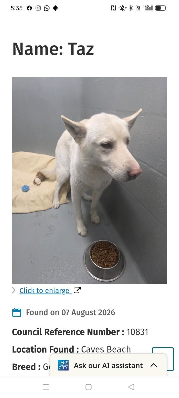 Found dog