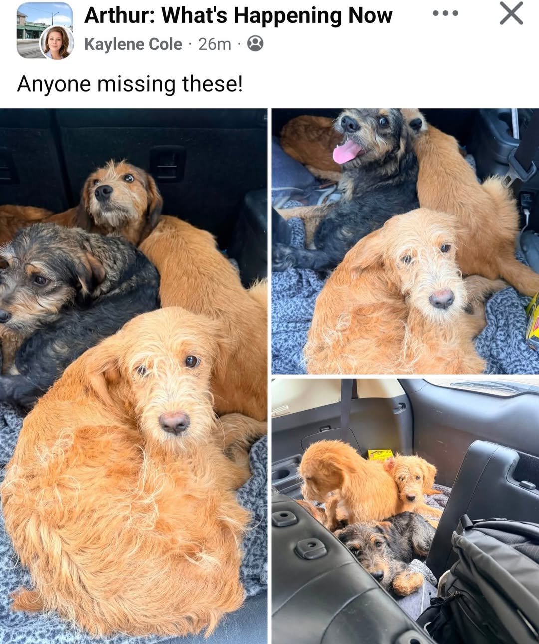 Found dog
