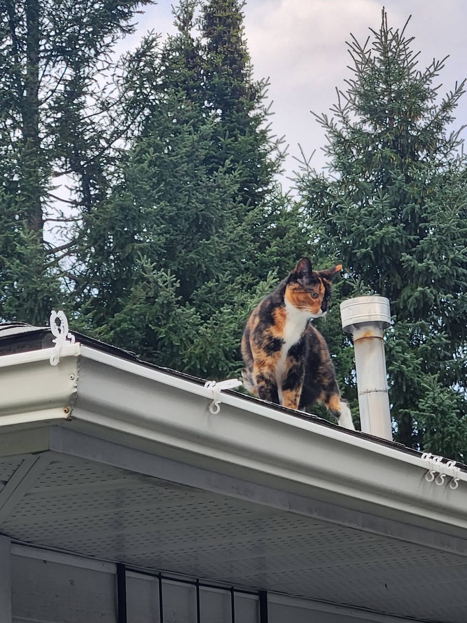Lost Cat in Townline And Knotty Pine