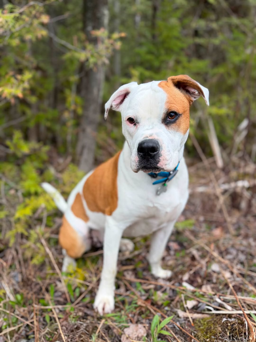 Lost Dog in Ontario