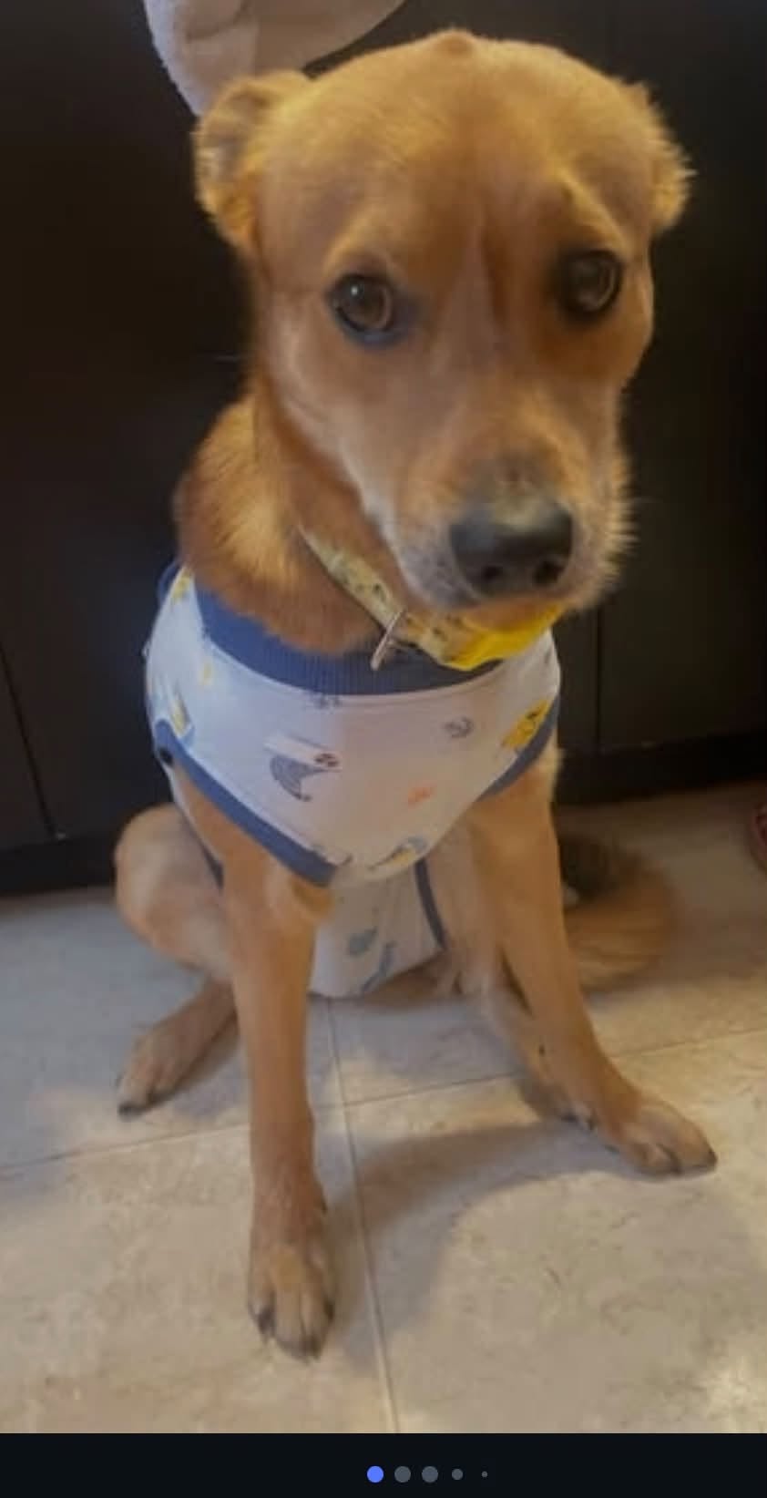 Lost Dog in Centretown