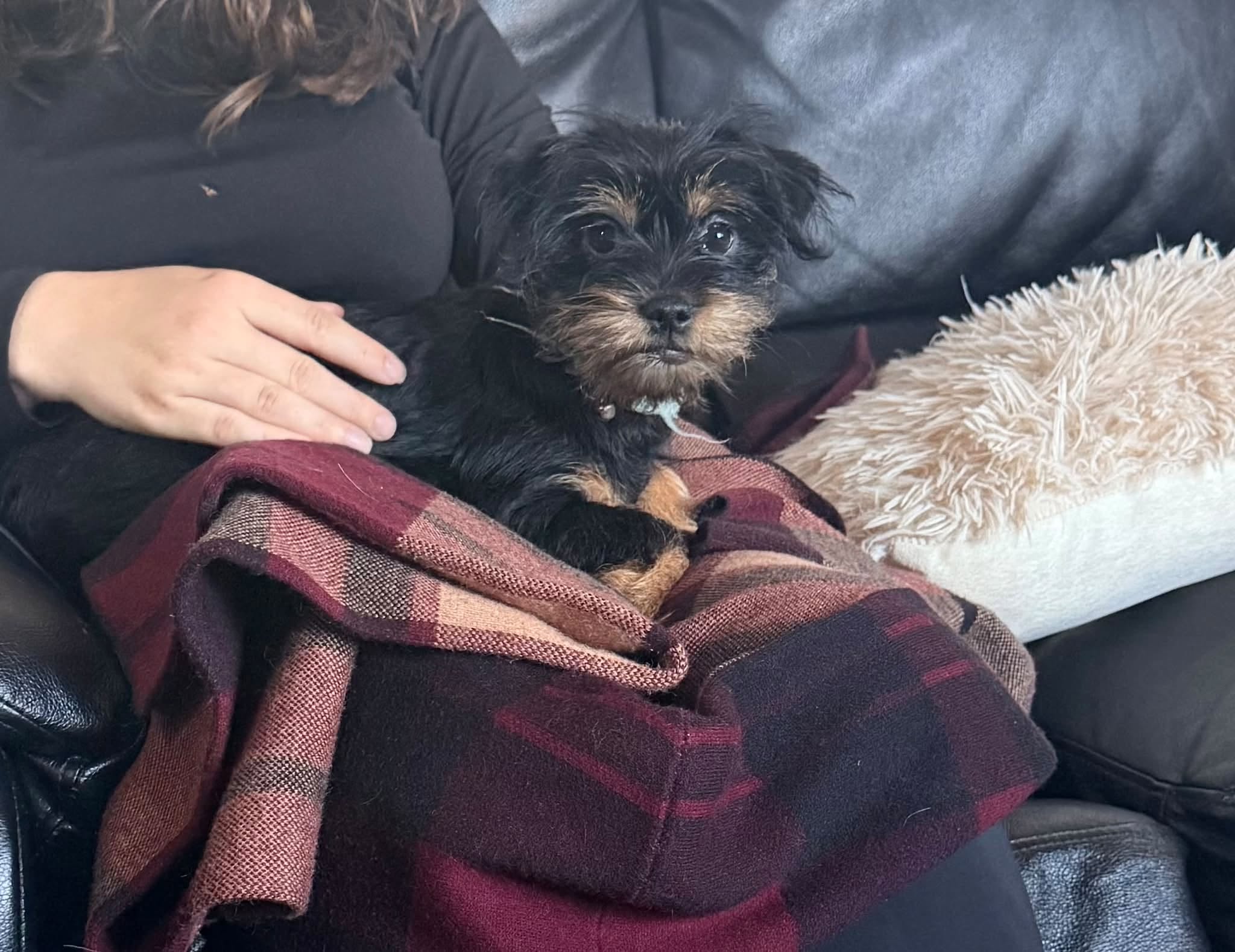 Lost dog
