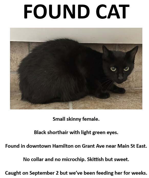 Found cat