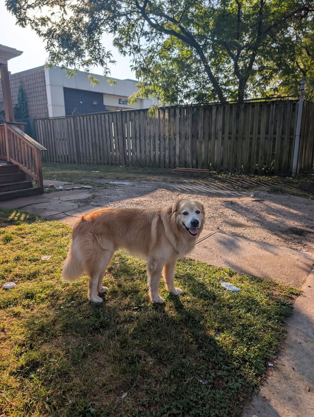 Found dog