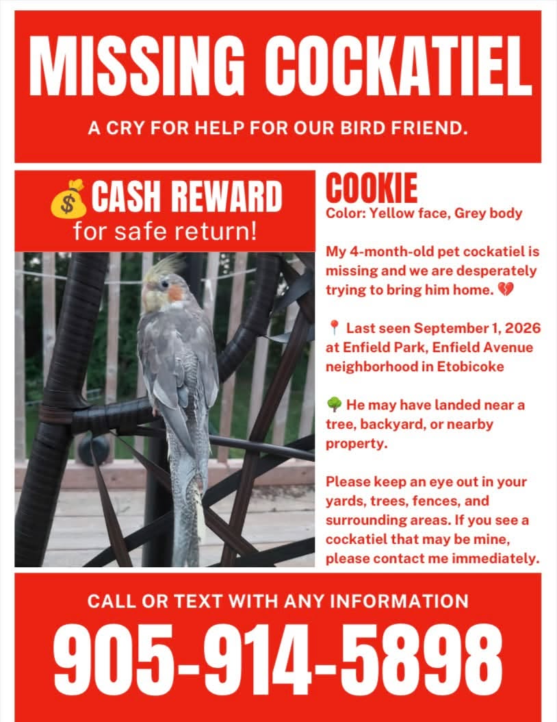 Lost Bird in Etobicoke
