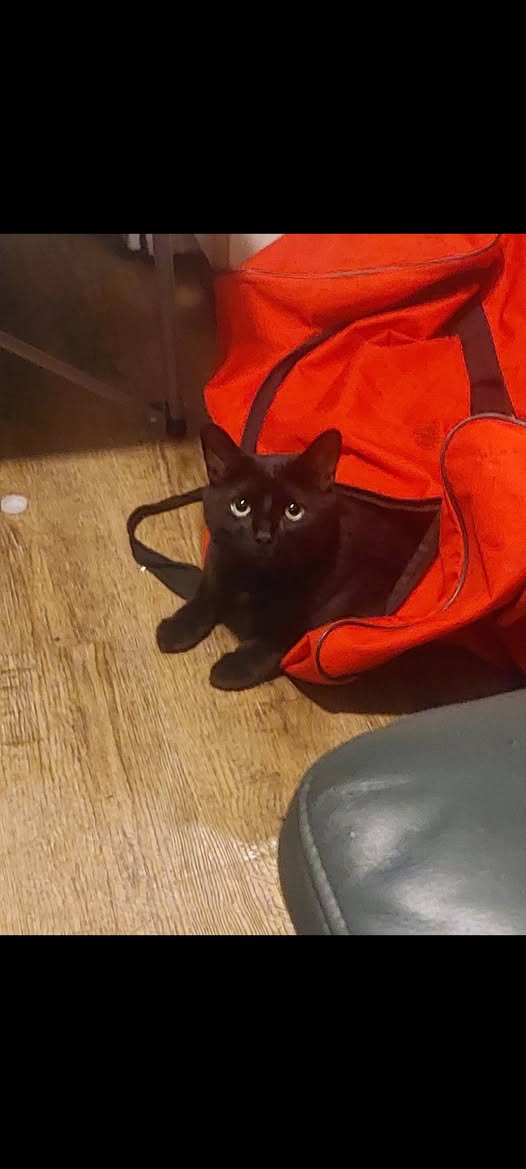 Lost cat